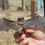 charlottesville bat removal