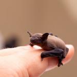 salem va bat removal