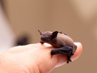 Bat Removal at Virginia Professional Wildlife Removal Services, LLC 