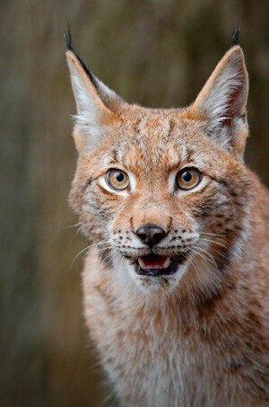 Bobcat Removal - Virginia Professional Wildlife Removal Services