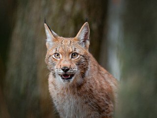 Bobcat Removal at Virginia Professional Wildlife Removal Services, LLC 