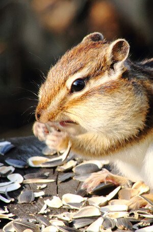 Chipmunks, Chipmunk Trapping & Removal - VA Wildlife Removal