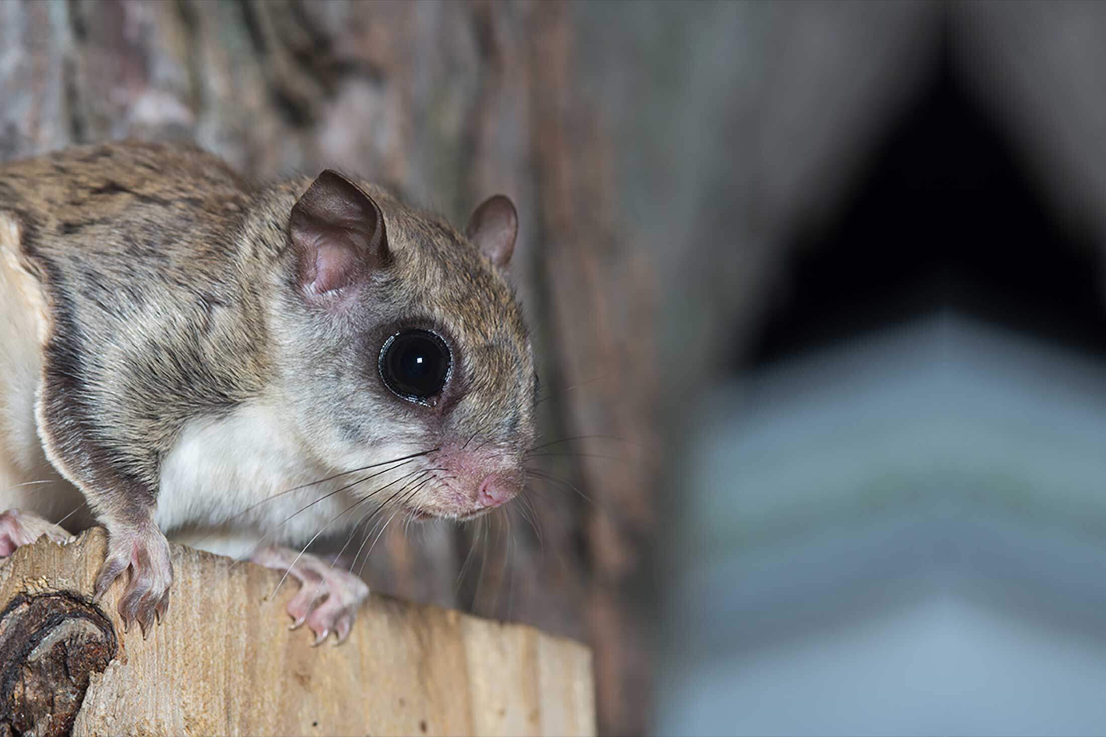 Flying Squirrel Removal in VA - Get Rid of Flying Squirrels in Attic