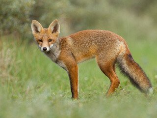 Fox Removal at Virginia Professional Wildlife Removal Services, LLC 