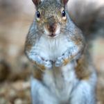 charlottesville squirrel removal