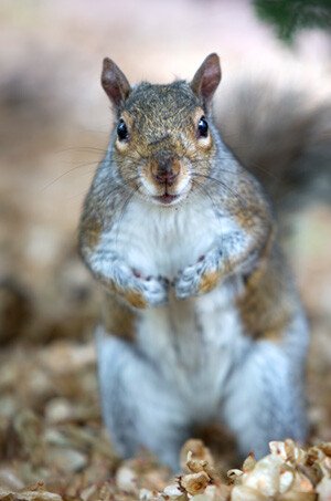 Flying Squirrel Removal in VA - Get Rid of Flying Squirrels in Attic