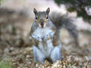 Squirrel Removal at Virginia Professional Wildlife Removal Services, LLC 