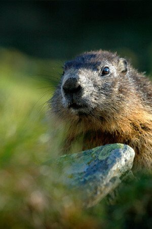 A large Groundhog or Woodchuck sitting in a humane / Have-A-Heart