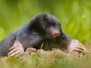 Mole Removal at Virginia Professional Wildlife Removal Services, LLC 