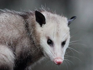 Opossum Removal at Virginia Professional Wildlife Removal Services, LLC 