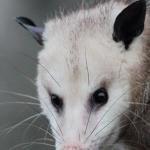 charlottesville opossum removal