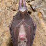 how to get rid of bats in charlottesville va