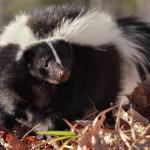 skunk removal in charlottesville va
