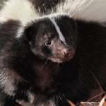 charlottesville skunk removal