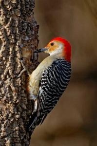 Virginia Professional Wildlife Removal Services, LLC woodpecker-cell-phone-headers