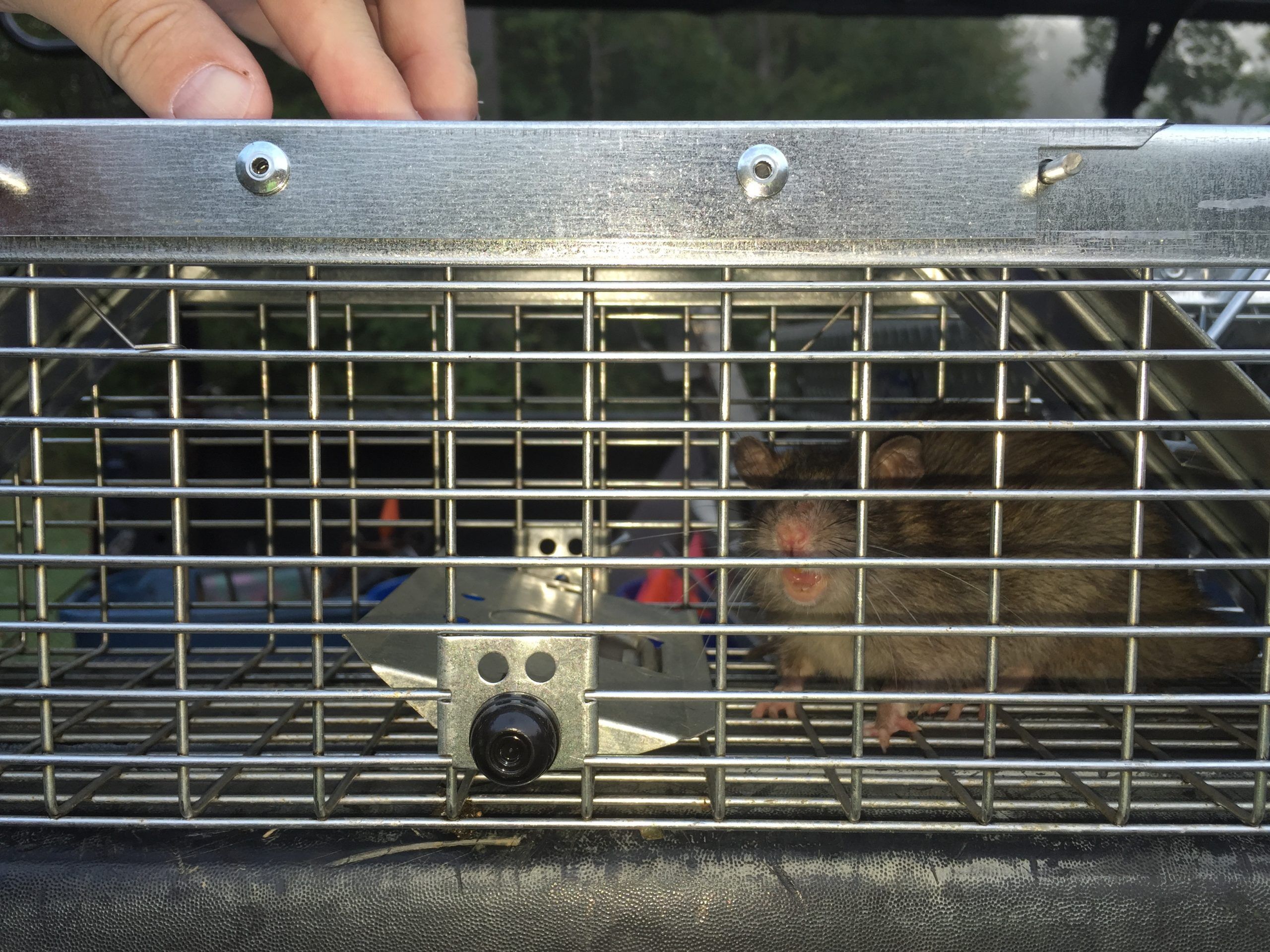 rat caught in cage rat caught in cage