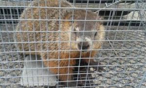 Groundhog Removal - Experts At Safe & Humane Trapping | Wildlife Pros