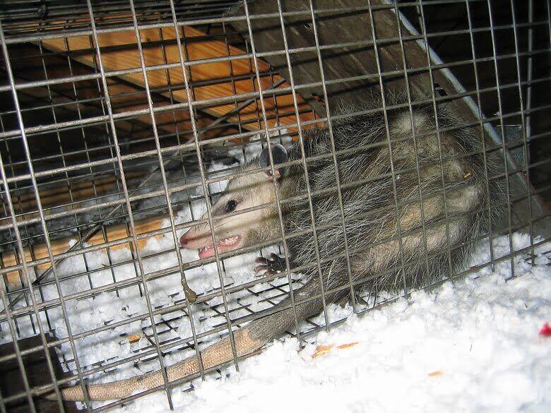 opossums possums opossum cage