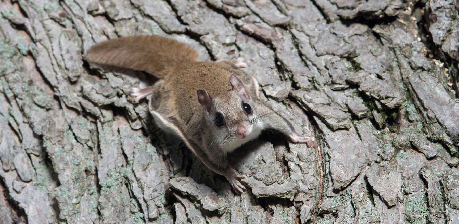 Flying Squirrel Removal MD, DC, Northern VA Flying Squirrel