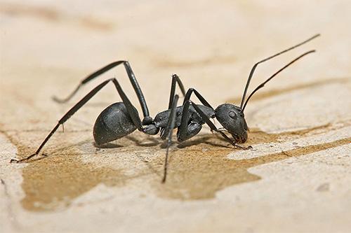 Virginia Professional Wildlife Removal Services, LLC ant removal