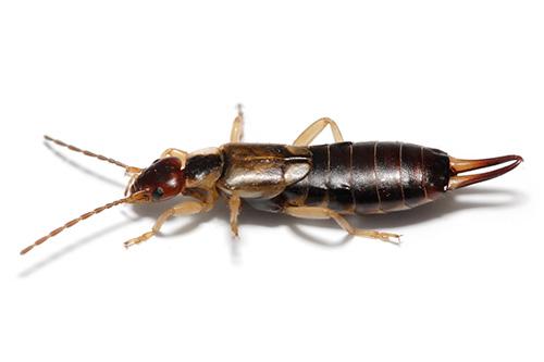 Virginia Professional Wildlife Removal Services, LLC earwig removal