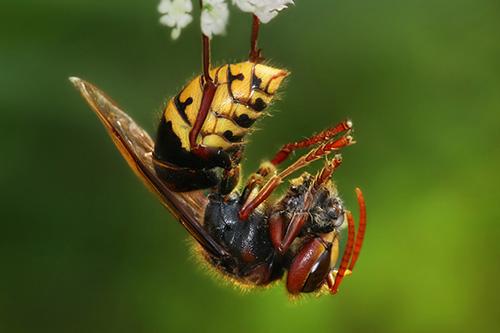 pest control for hornet removal