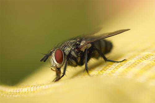 Fly Removal at Virginia Professional Wildlife Removal Services, LLC 