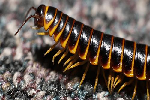 Millipede Removal at Virginia Professional Wildlife Removal Services, LLC
