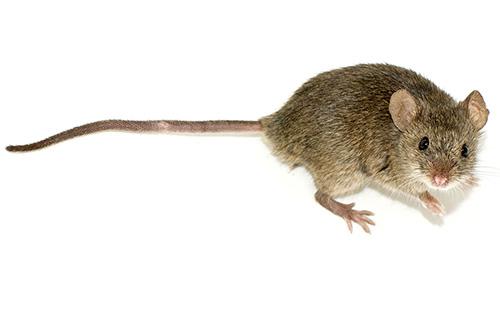 Mouse Removal at Virginia Professional Wildlife Removal Services, LLC 