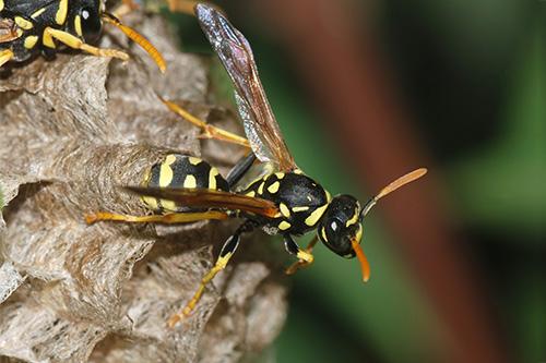 pest control for wasp removal