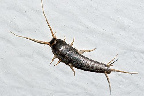 Silverfish Removal at Virginia Professional Wildlife Removal Services, LLC