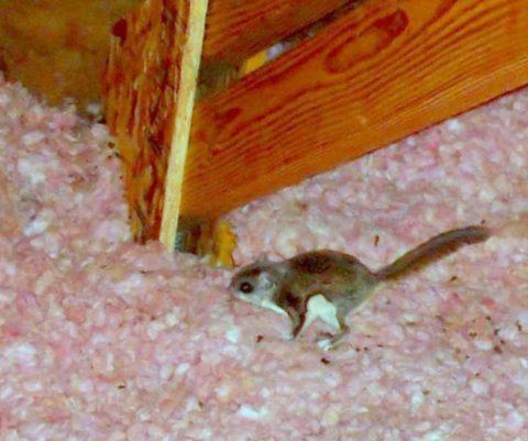 Flying Squirrel Removal - How To Get Rid of Flying Squirrels in the Attic