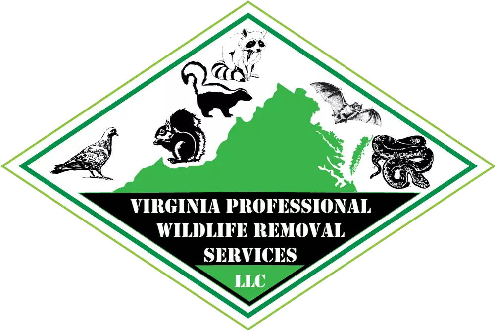 Bobcat Removal - Virginia Professional Wildlife Removal Services