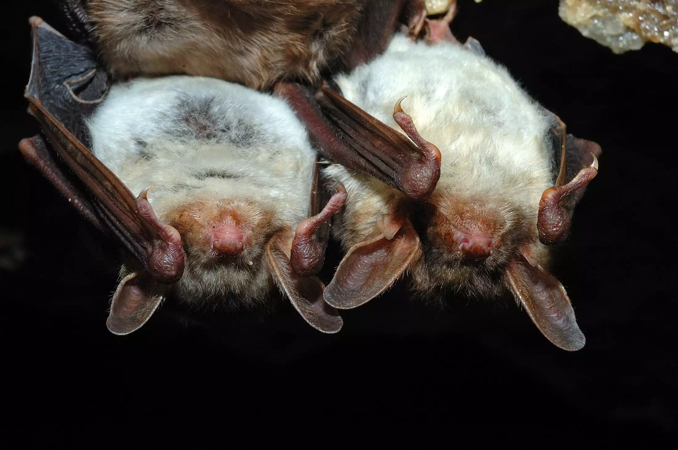 Bats hanging together representing wildlife removal in Richmond, Virginia