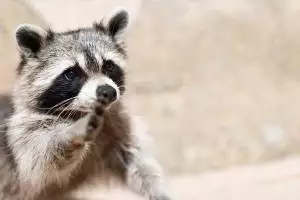 raccoon sounds