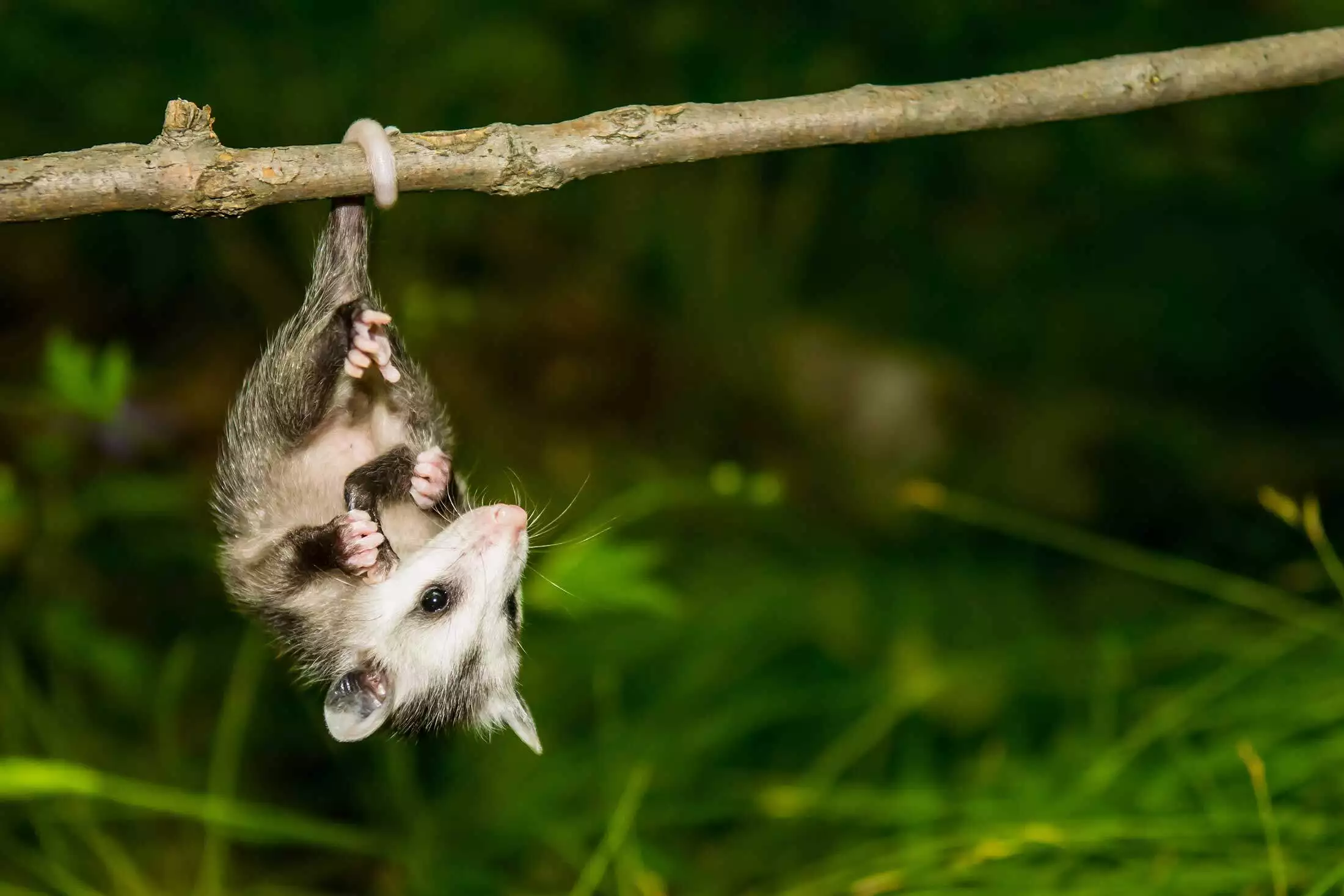 Young opossum in a tree representing wildlife removal in Glen Allen, Virginia