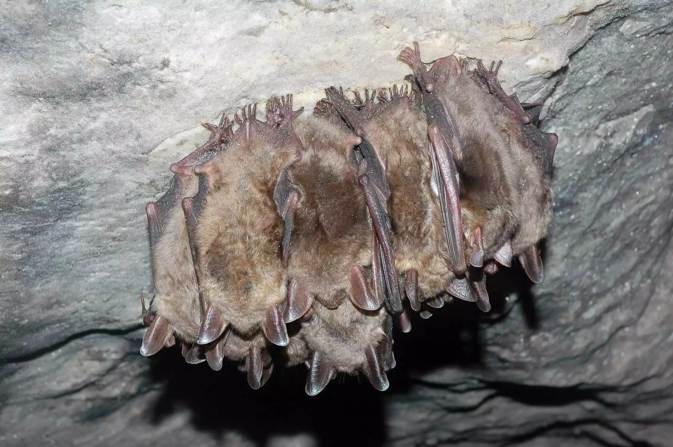 Bats roosting together representing professional bat removal and exclusion in Richmond, Virginia