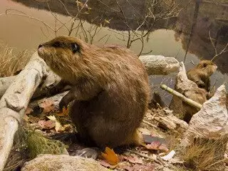 Beaver Removal at Virginia Professional Wildlife Removal Services, LLC 