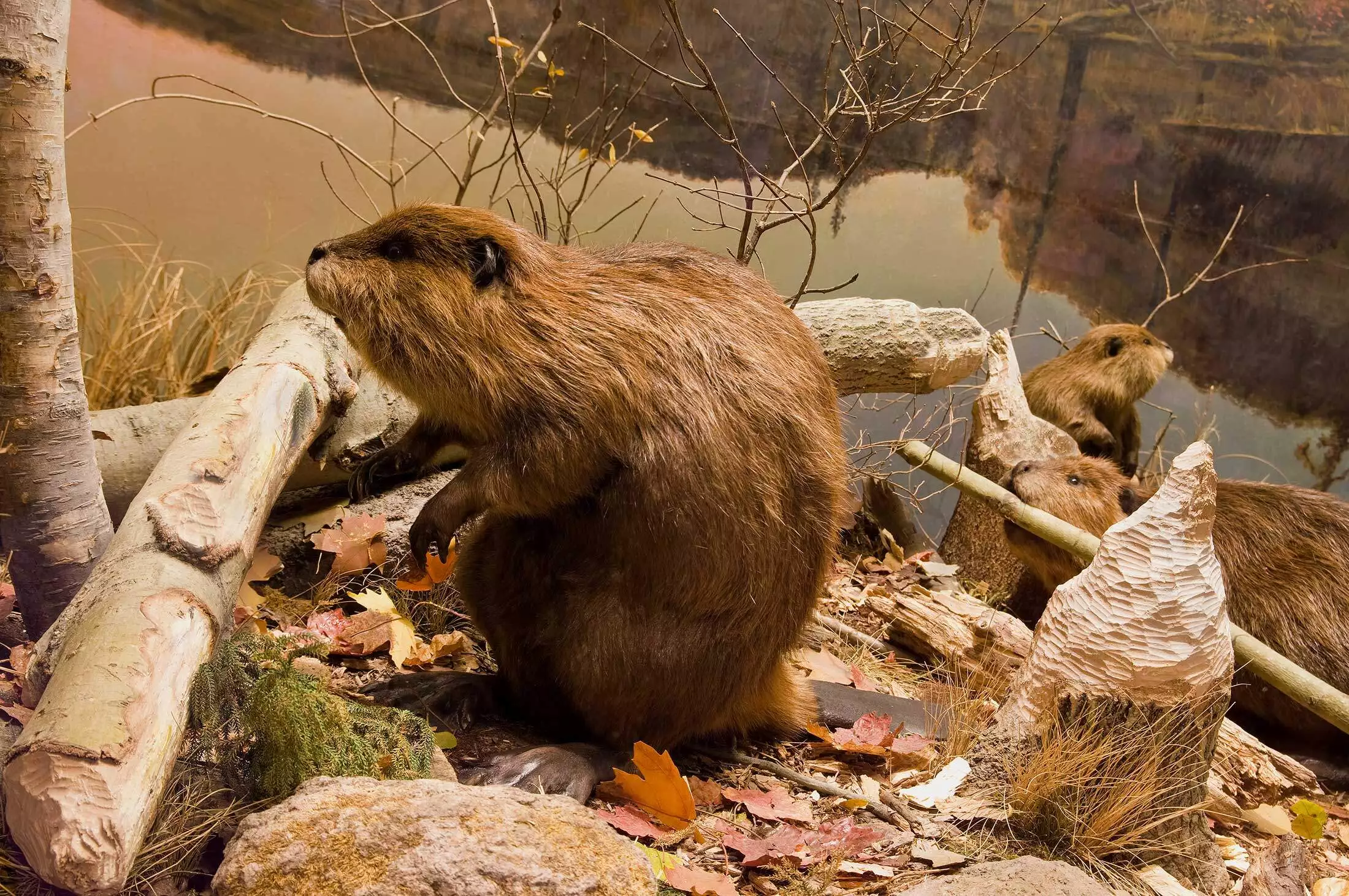 Beaver near a Virginia pond representing professional beaver removal and trapping