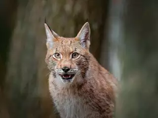 Bobcat Removal at Virginia Professional Wildlife Removal Services, LLC 