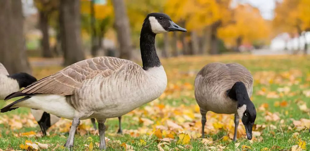 Why Did the Canada Goose Cross the Road? — Audubon Society of Northern  Virginia