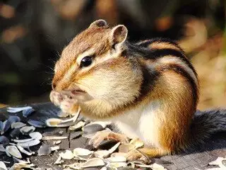 Chipmunk Removal at Virginia Professional Wildlife Removal Services, LLC 
