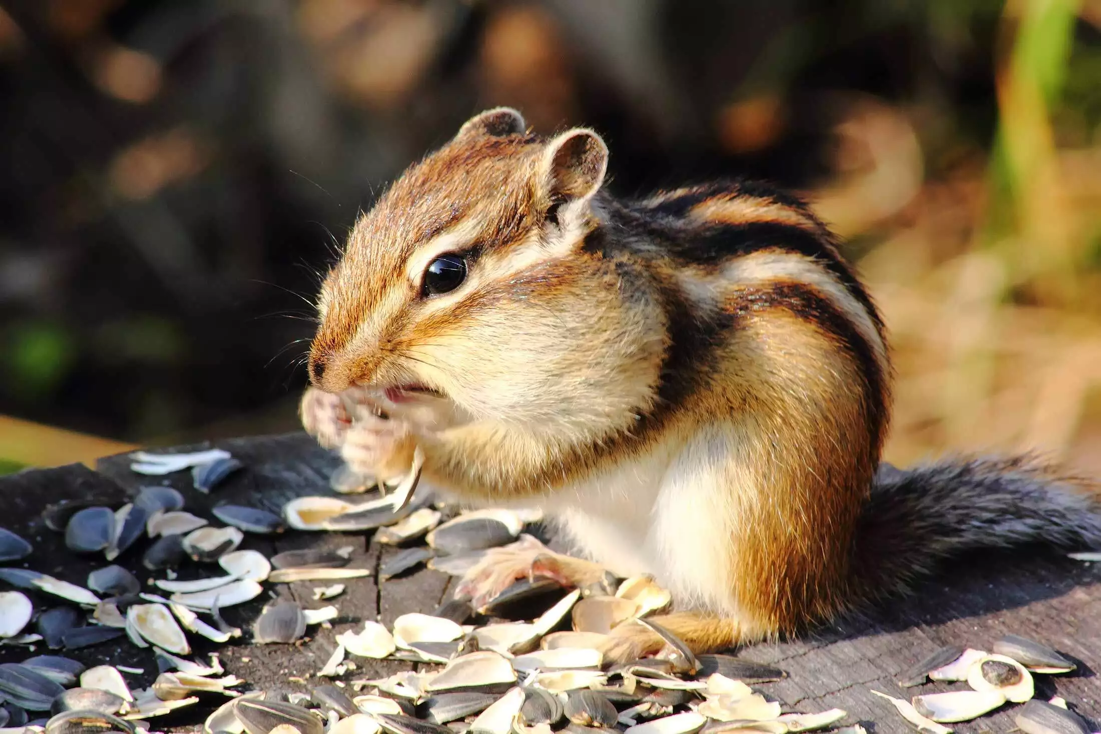 Eastern chipmunk representing chipmunk removal and control in Virginia