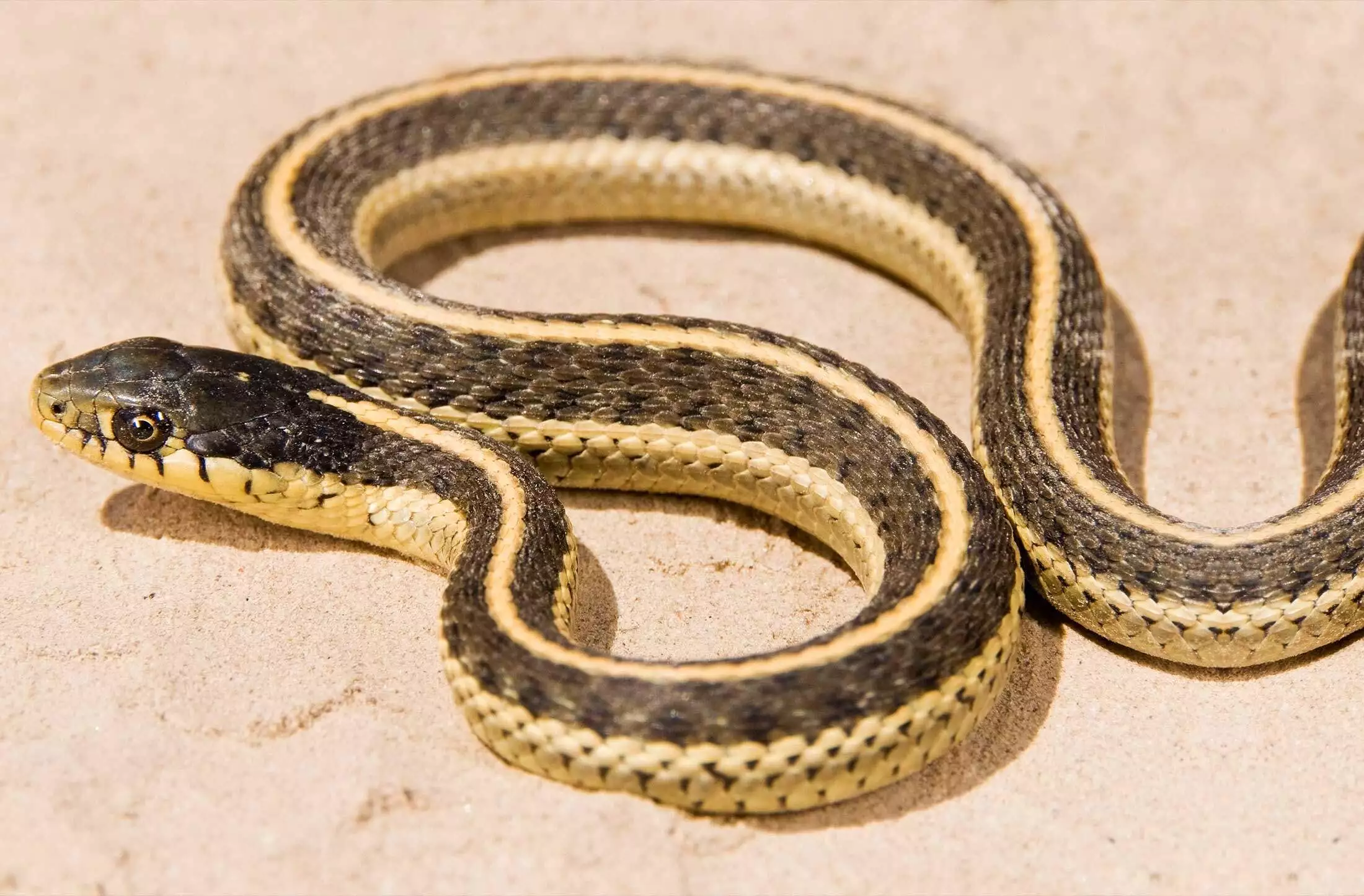 Garter snake representing wildlife removal in Glen Allen, Virginia