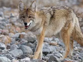 Coyote Removal at Virginia Professional Wildlife Removal Services, LLC 