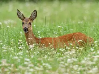 Deer Removal at Virginia Professional Wildlife Removal Services, LLC 
