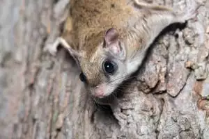 Virginia Professional Wildlife Removal Services, LLC flying squirrel image