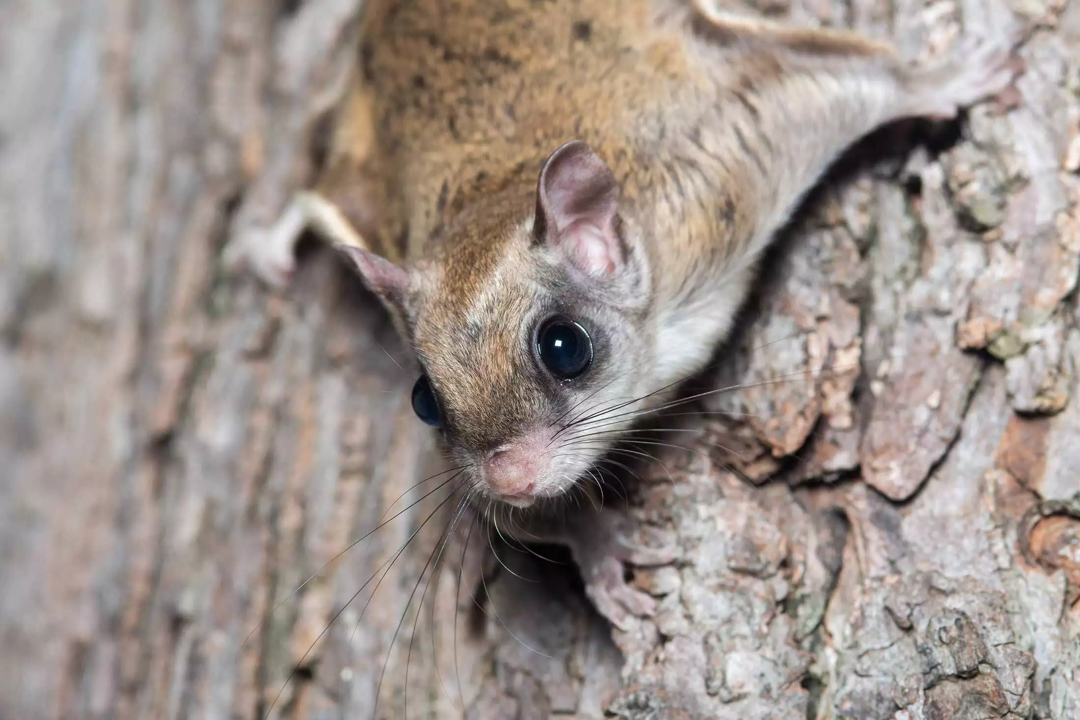 Flying squirrel on tree bark representing flying squirrel removal and exclusion in Virginia
