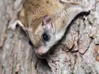 Flying Squirrel Removal at Virginia Professional Wildlife Removal Services, LLC 
