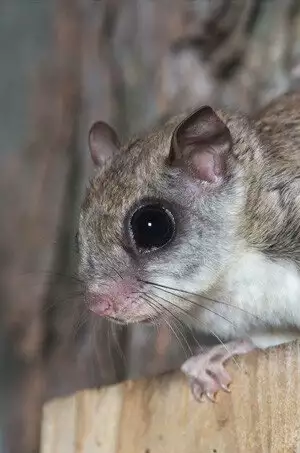 Close view of a flying squirrel with large dark eyes